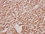 GATA2/GATA3 Antibody in Immunohistochemistry (Paraffin) (IHC (P))