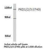 PDPK1/PDPK2/PDPK3 Antibody in Western Blot (WB)