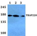 TRAP220 Antibody in Western Blot (WB)