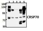 MED26 Antibody in Western Blot (WB)