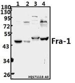 Fra1 Antibody in Western Blot (WB)