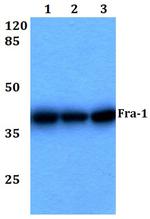 Fra1 Antibody in Western Blot (WB)