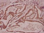 CDK11B Antibody in Immunohistochemistry (Paraffin) (IHC (P))