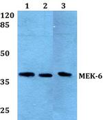 MEK6 Antibody in Western Blot (WB)