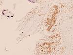 TRAP220 Antibody in Immunohistochemistry (Paraffin) (IHC (P))