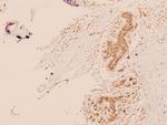 TRAP220 Antibody in Immunohistochemistry (Paraffin) (IHC (P))