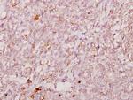 FOXJ1 Antibody in Immunohistochemistry (Paraffin) (IHC (P))