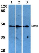 FOXJ1 Antibody in Western Blot (WB)