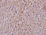 Cytochrome P450 Pan Antibody in Immunohistochemistry (Paraffin) (IHC (P))