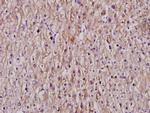 Cytochrome P450 Pan Antibody in Immunohistochemistry (Paraffin) (IHC (P))