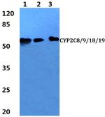 Cytochrome P450 Pan Antibody in Western Blot (WB)