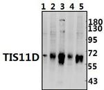 TIS11D Antibody in Western Blot (WB)