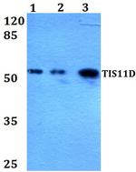 TIS11D Antibody in Western Blot (WB)