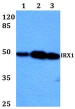 IRX1 Antibody in Western Blot (WB)