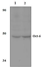 OCT6 Antibody in Western Blot (WB)