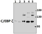 C/EBP zeta Antibody in Western Blot (WB)