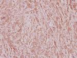 C/EBP zeta Antibody in Immunohistochemistry (Paraffin) (IHC (P))