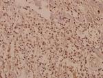 CUG-BP Antibody in Immunohistochemistry (Paraffin) (IHC (P))