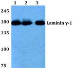 Laminin gamma-1 Antibody in Western Blot (WB)