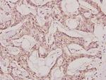 NEMF Antibody in Immunohistochemistry (Paraffin) (IHC (P))