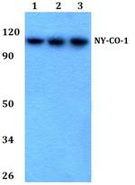 NEMF Antibody in Western Blot (WB)