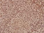 SOX8/SOX9/SOX17/SOX18 Antibody in Immunohistochemistry (Paraffin) (IHC (P))