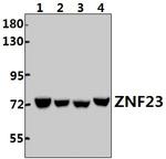 ZNF23 Antibody in Western Blot (WB)