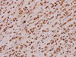 JIP3 Antibody in Immunohistochemistry (Paraffin) (IHC (P))