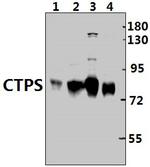 CTPS Antibody in Western Blot (WB)