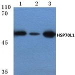 HSPA14 Antibody in Western Blot (WB)