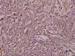 ARF4 Antibody in Immunohistochemistry (Paraffin) (IHC (P))