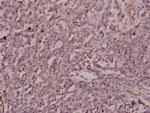 ARF4 Antibody in Immunohistochemistry (Paraffin) (IHC (P))