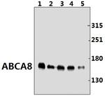 ABCA8 Antibody in Western Blot (WB)