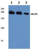 ABCA8 Antibody in Western Blot (WB)