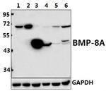 BMP-8A Antibody in Western Blot (WB)