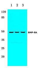 BMP-8A Antibody in Western Blot (WB)