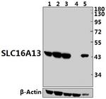 SLC16A13 Antibody in Western Blot (WB)