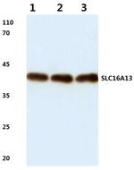 SLC16A13 Antibody in Western Blot (WB)