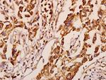 NEURL1 Antibody in Immunohistochemistry (Paraffin) (IHC (P))