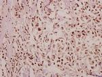 POM121 Antibody in Immunohistochemistry (Paraffin) (IHC (P))