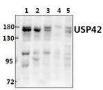 USP42 Antibody in Western Blot (WB)