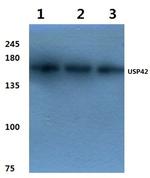 USP42 Antibody in Western Blot (WB)