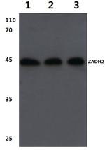 ZADH2 Antibody in Western Blot (WB)