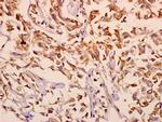 mGluR2/mGluR3 Antibody in Immunohistochemistry (Paraffin) (IHC (P))