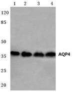 Aquaporin 4 Antibody in Western Blot (WB)