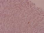 Adrenomedullin Antibody in Immunohistochemistry (Paraffin) (IHC (P))