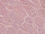 NMDAR2D Antibody in Immunohistochemistry (Paraffin) (IHC (P))