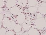 Aquaporin 3 Antibody in Immunohistochemistry (Paraffin) (IHC (P))