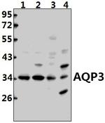 Aquaporin 3 Antibody in Western Blot (WB)