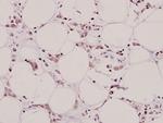 Aquaporin 3 Antibody in Immunohistochemistry (Paraffin) (IHC (P))